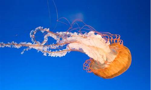 jellyfish_jellyfish什