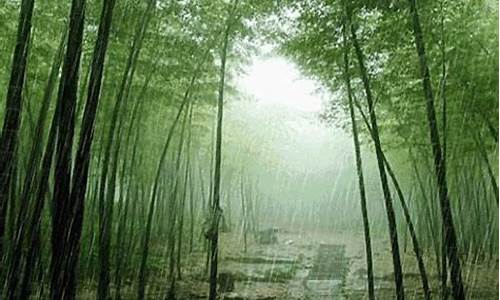 竹林听雨_竹林听雨诗句原文